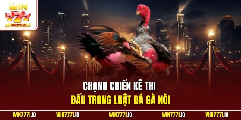 Chạng chiến kê thi đấu trong luật đá gà nòi