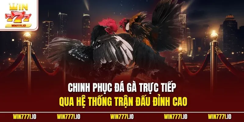 Chinh phục đá gà trực tiếp qua hệ thống trận đấu đỉnh cao
