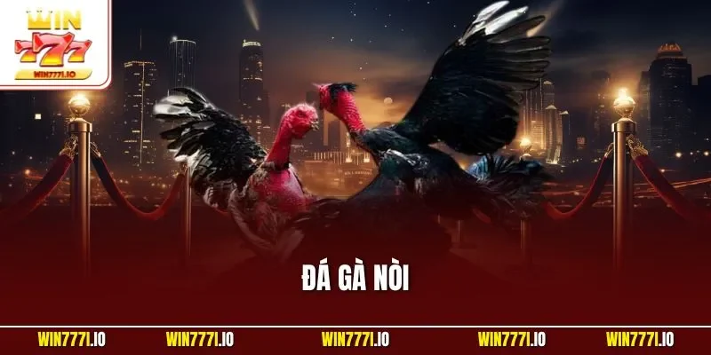 Đá Gà Nòi - Hình Thức Cá Cược Trực Tuyến Số 1 Tại WIN777