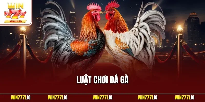 Luật Chơi Đá Gà| Hiểu Quy Định Để Chơi Đúng Chuẩn Tại WIN777