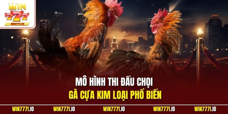 Mô hình thi đấu chọi gà cựa kim loại phổ biến