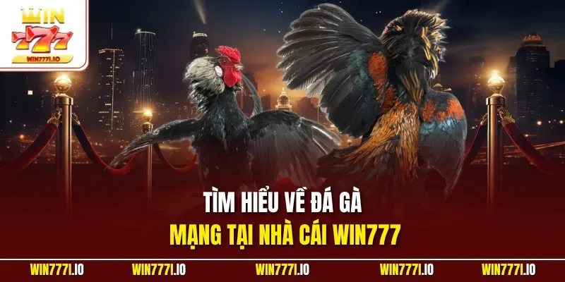 Tìm hiểu về đá gà mạng tại nhà cái WIN777
