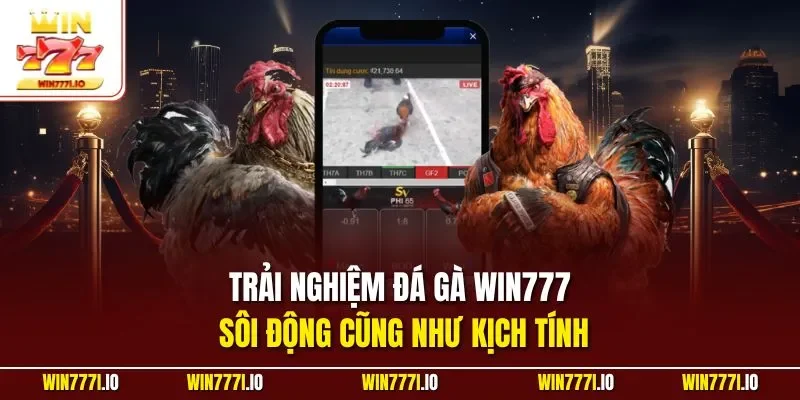 Trải nghiệm đá gà WIN777 sôi động cũng như kịch tính